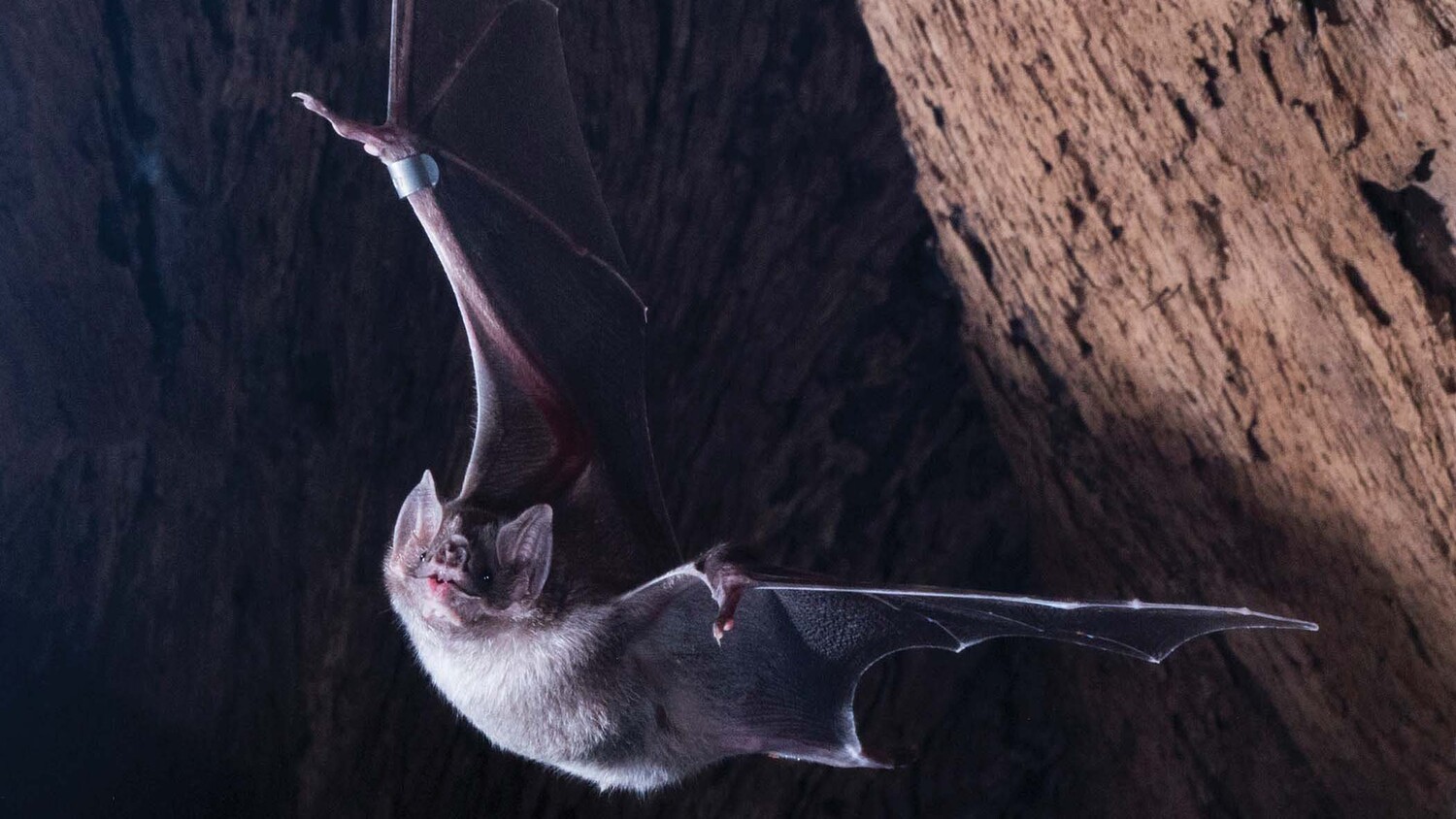How can scientists identify bats that are prone to carrying diseases like SARS?