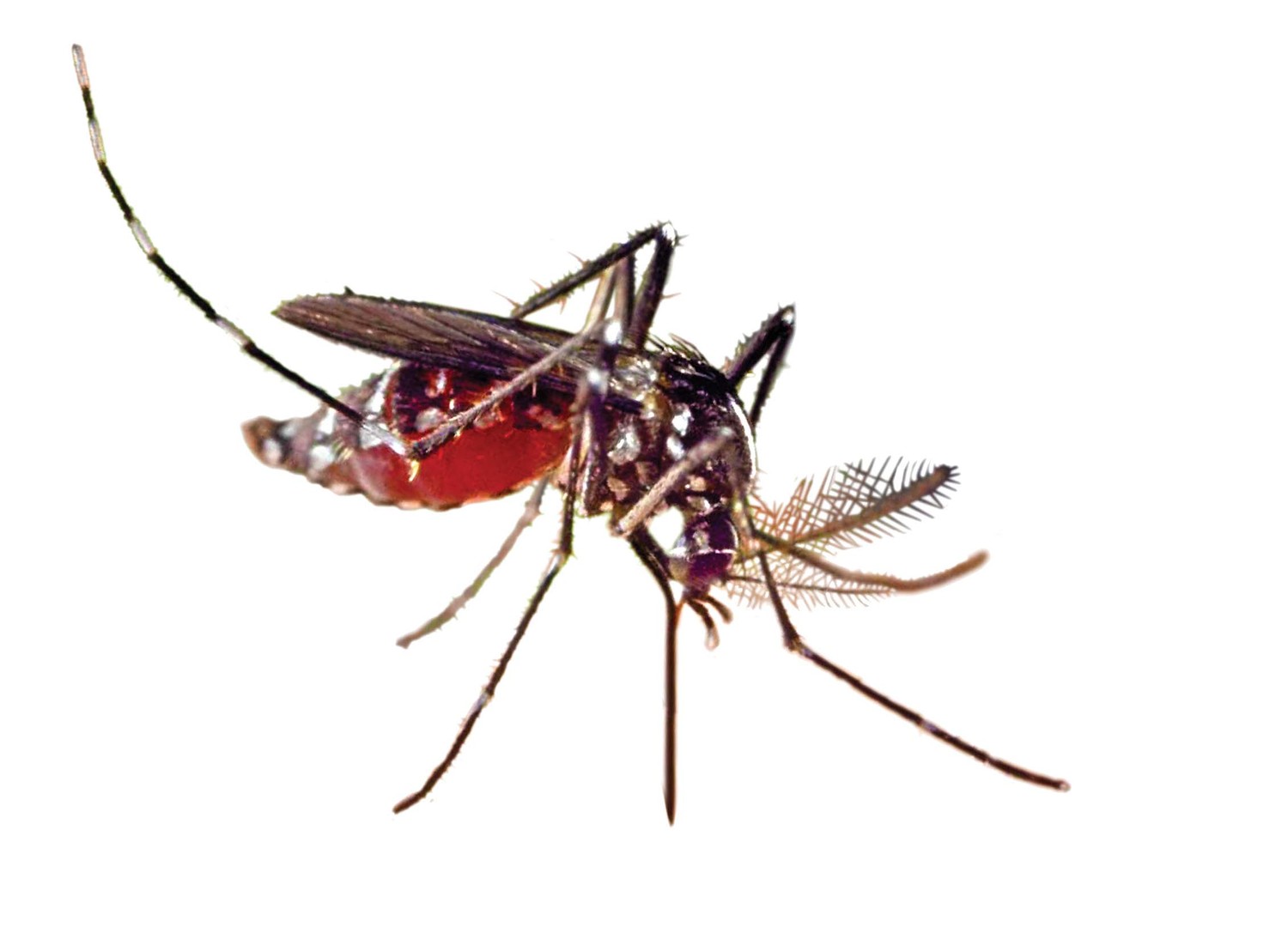 mosquito-zika2Ab-3.jpg