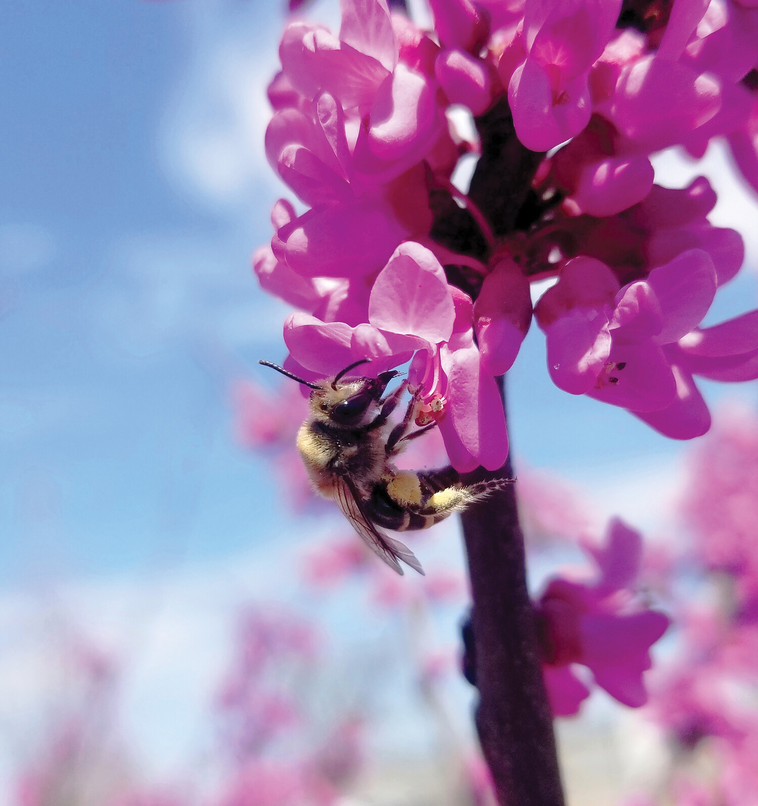 shorts-bee-on-redbud-by-james-hung-2-2.jpg